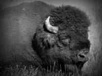 Yellowstone Bison